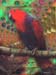 parrot11x1